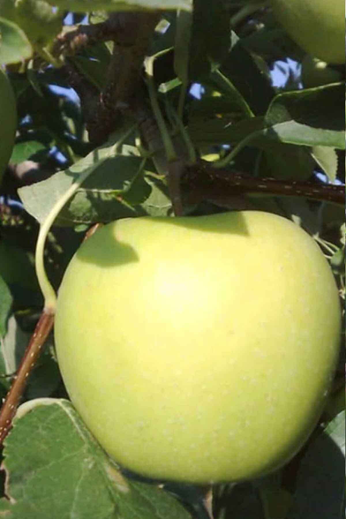 Golden Reinders Elma Fidanı100- 120 cm Açık Köklü 3
