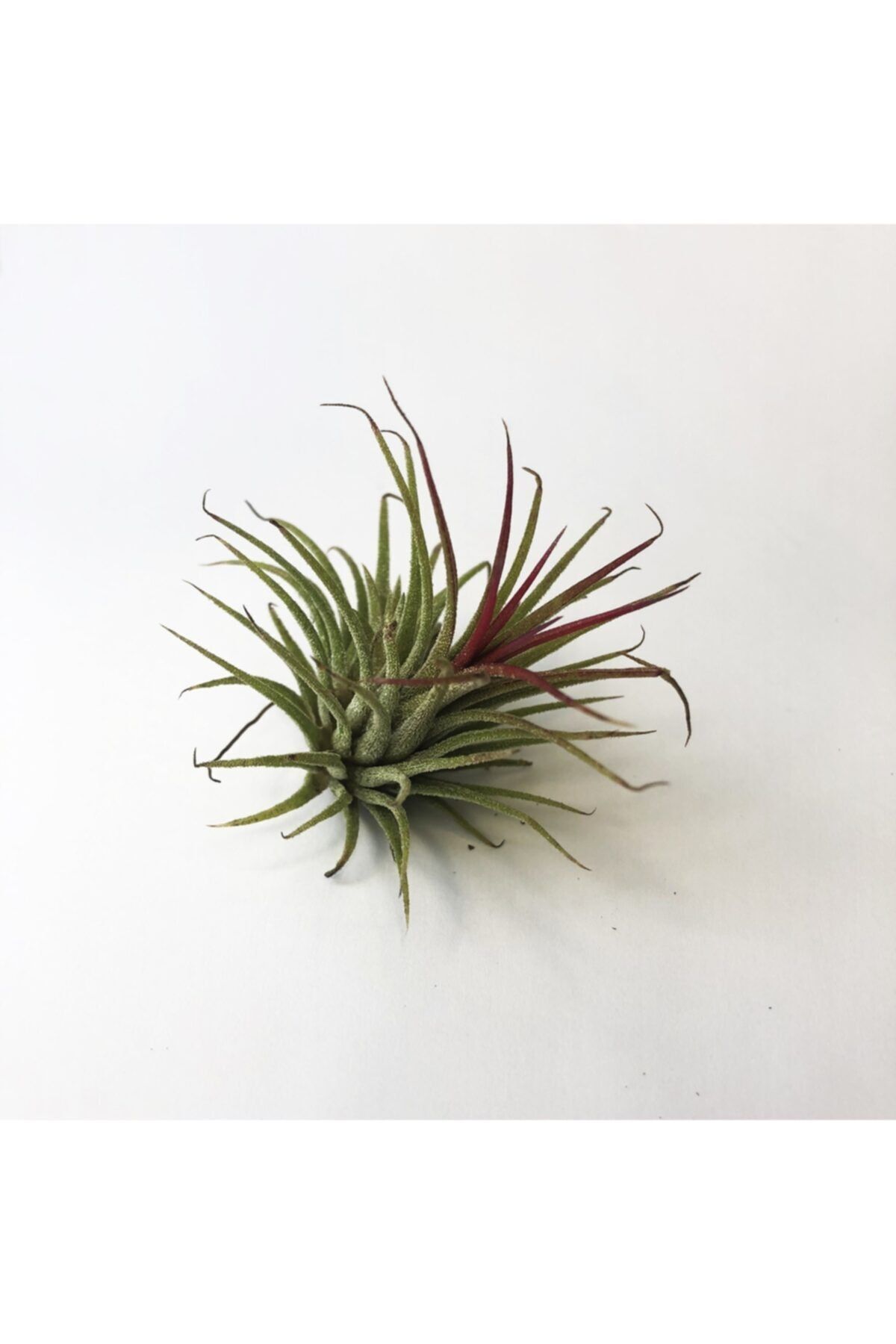 hava bitkisi tillandsia ionantha plant