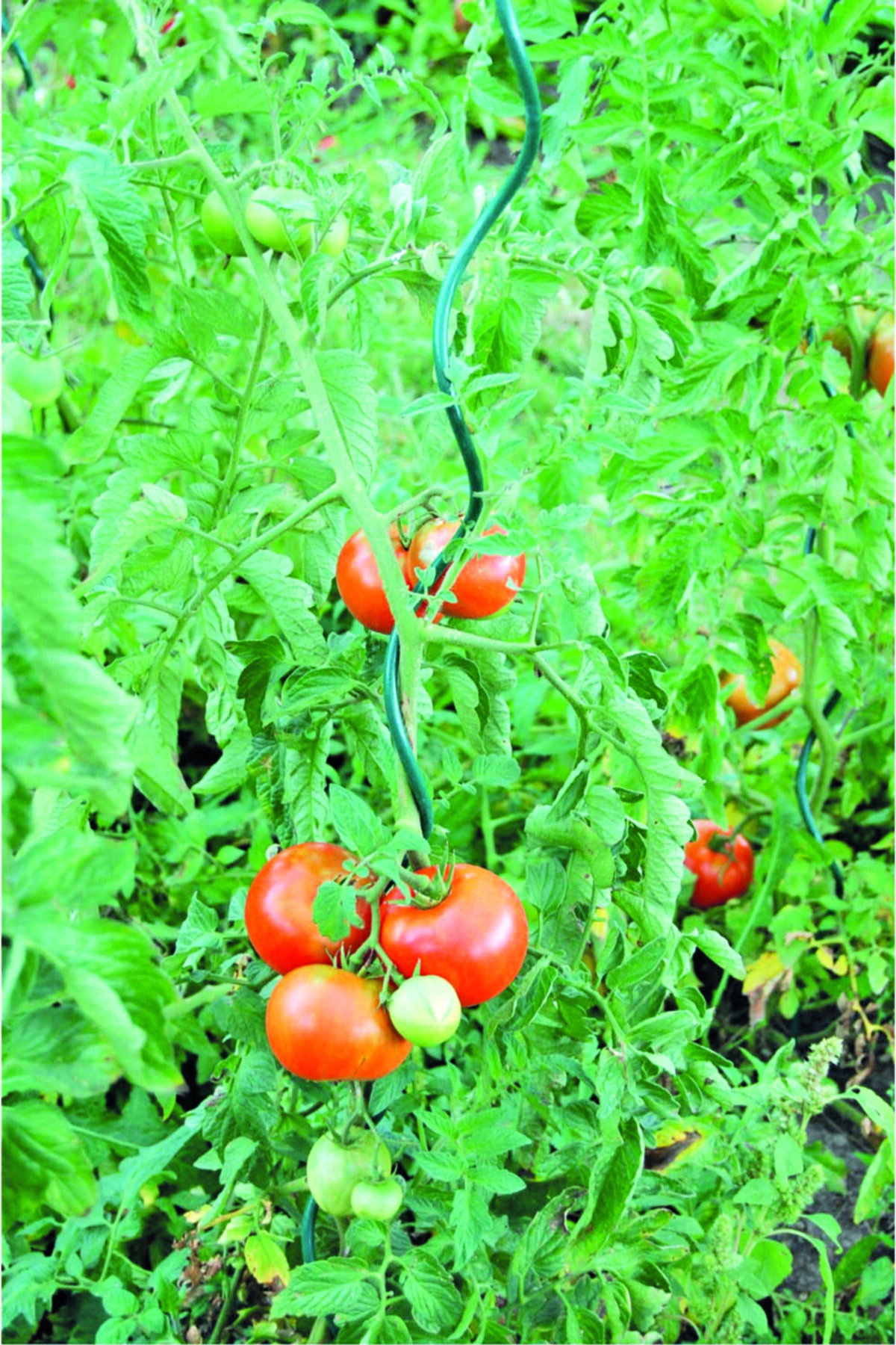 Spiral Bitki Destek Çubuğu 75cm 3 Adet 3