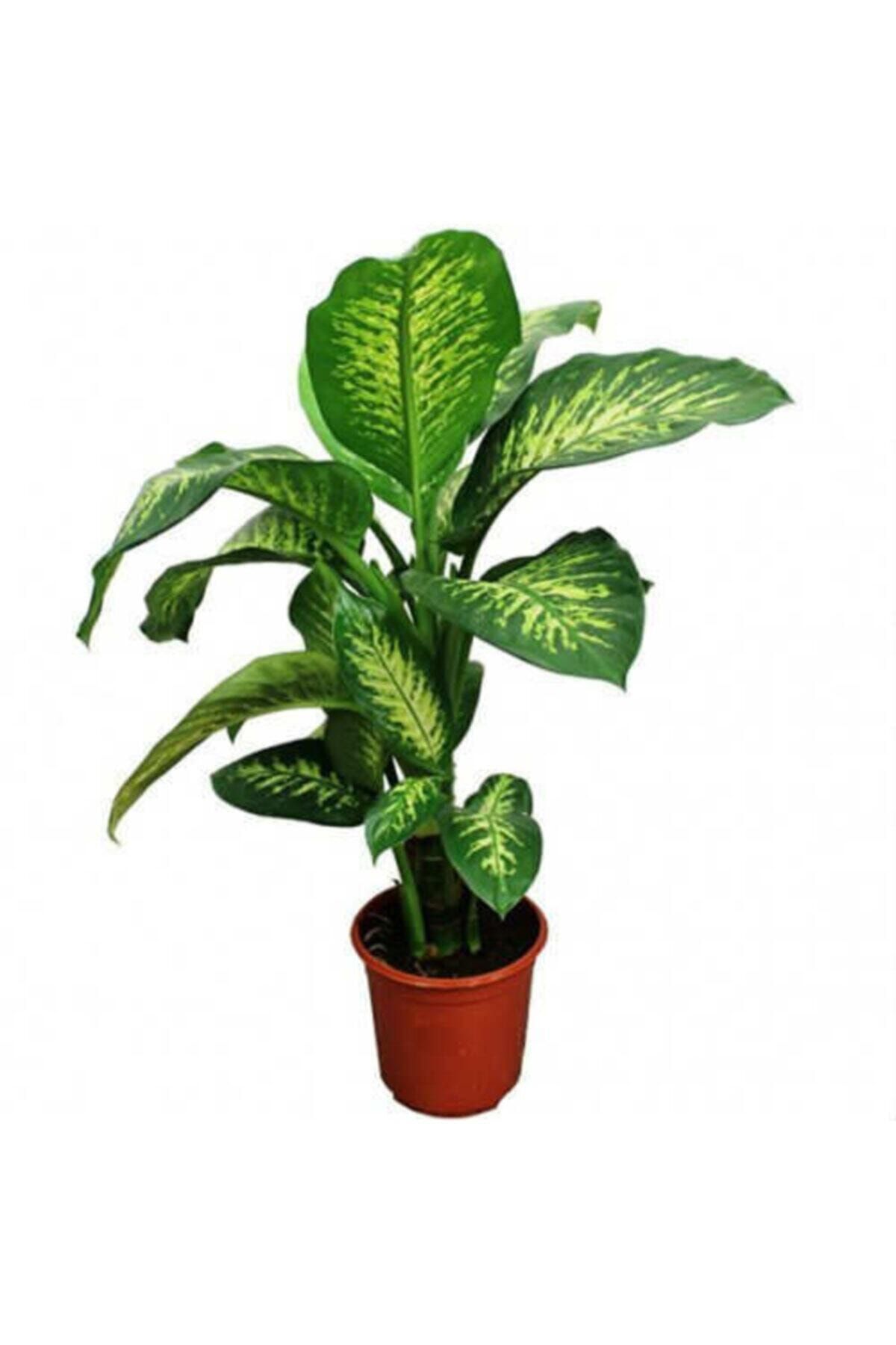 Диффенбахия (Dieffenbachia)