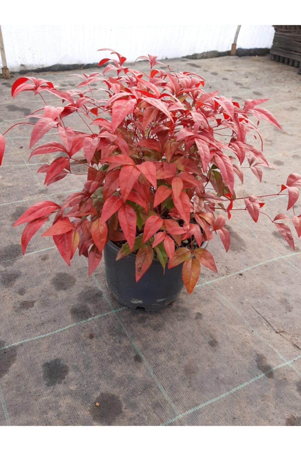 Nandina Domestica 30-40 cm