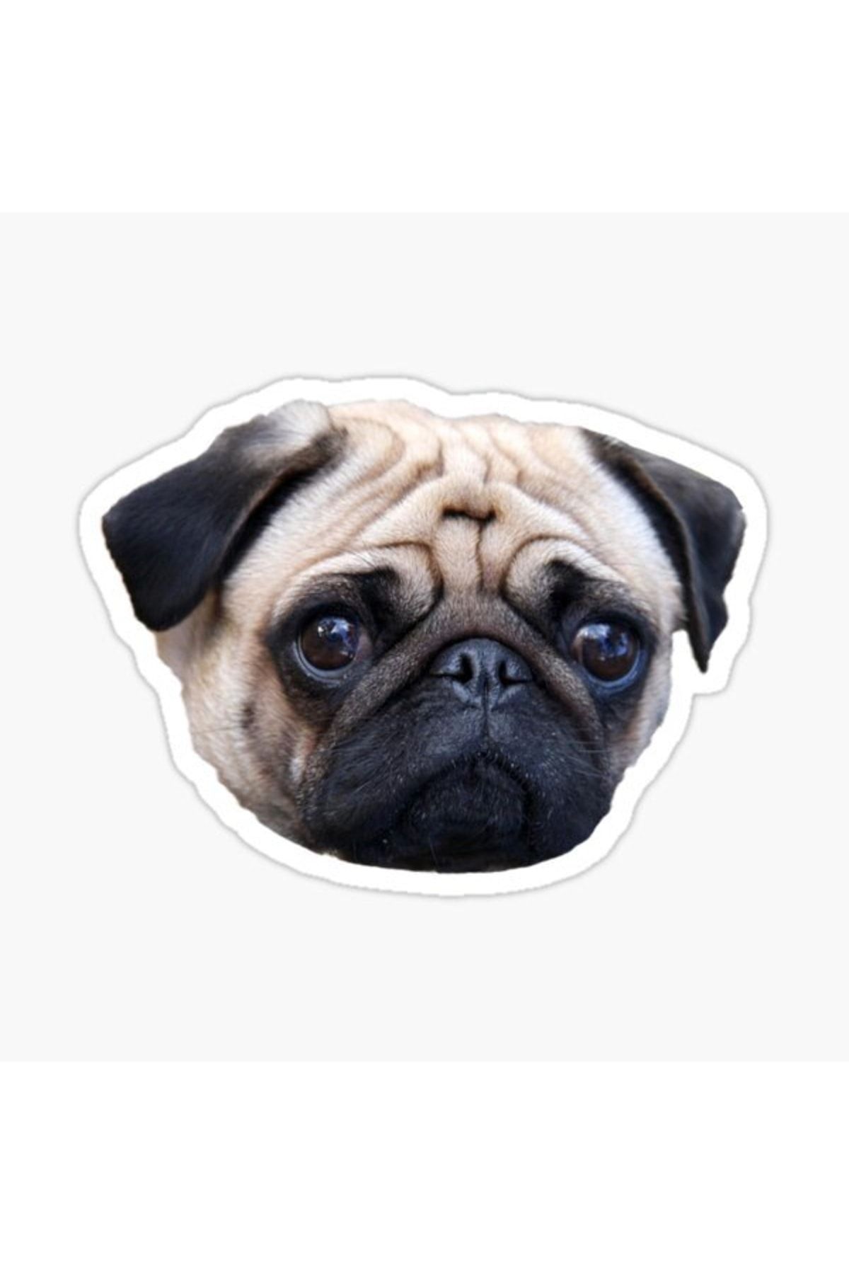 TSC-Autocolant pentru câini rase Pug Auto Auto Paste 17cm B2 1