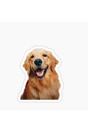 Golden Retriever Köpek Sticker Araba Oto Yapıştırması 17cm A9 TSC-Y-109