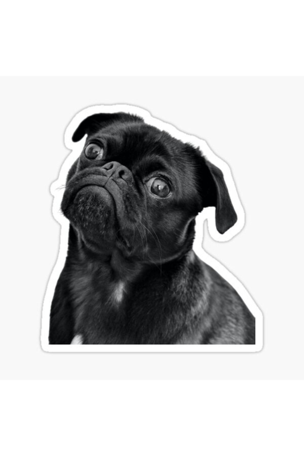 TSC-Autocolant pentru câini rase Pug Auto Auto Paste 17cm A8 1
