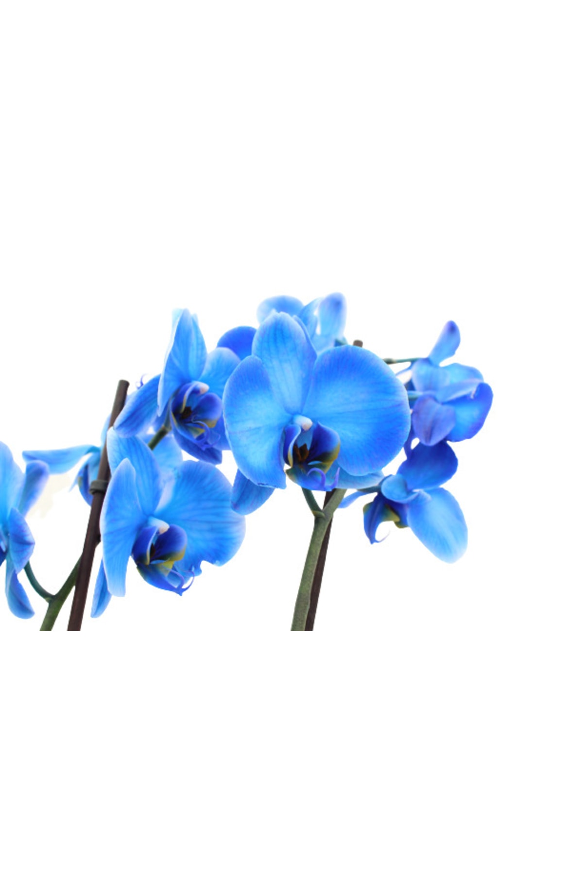 AKDOĞA Phalaenopsis Magic Blue Orkide 60-80 cm Mavi Renkli Çift