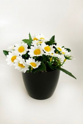 Yapay Çiçek Plastik Saksıda Beyaz Papatya saksıpapatya