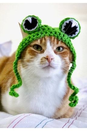 Sevimli Kurbağa Kedi Şapkası & Başlığı, Fenomen Pet Ürün, Tasarım, El Yapımı BDkedişapkası2