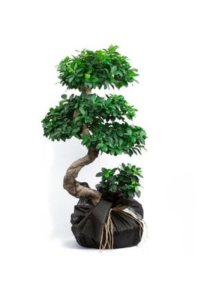 Ficus Bonsai Büyük Boy S Gövde 100-110 Cm Bonsai Ağacı Tebrik Çiçeği Kutlama Çiçeği bykbnsbtkvzyn