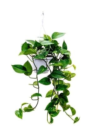 Epipremnum Pothos Sarmaşığı Askılı Pothos Oda Temizleyici Bitki Ev Bitkisi Salon Bitkisi askılıpothos1