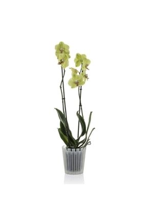 Akasya Orkide Saksısı 1.1 lt Şeffaf Orkide Saksı P4644S6733