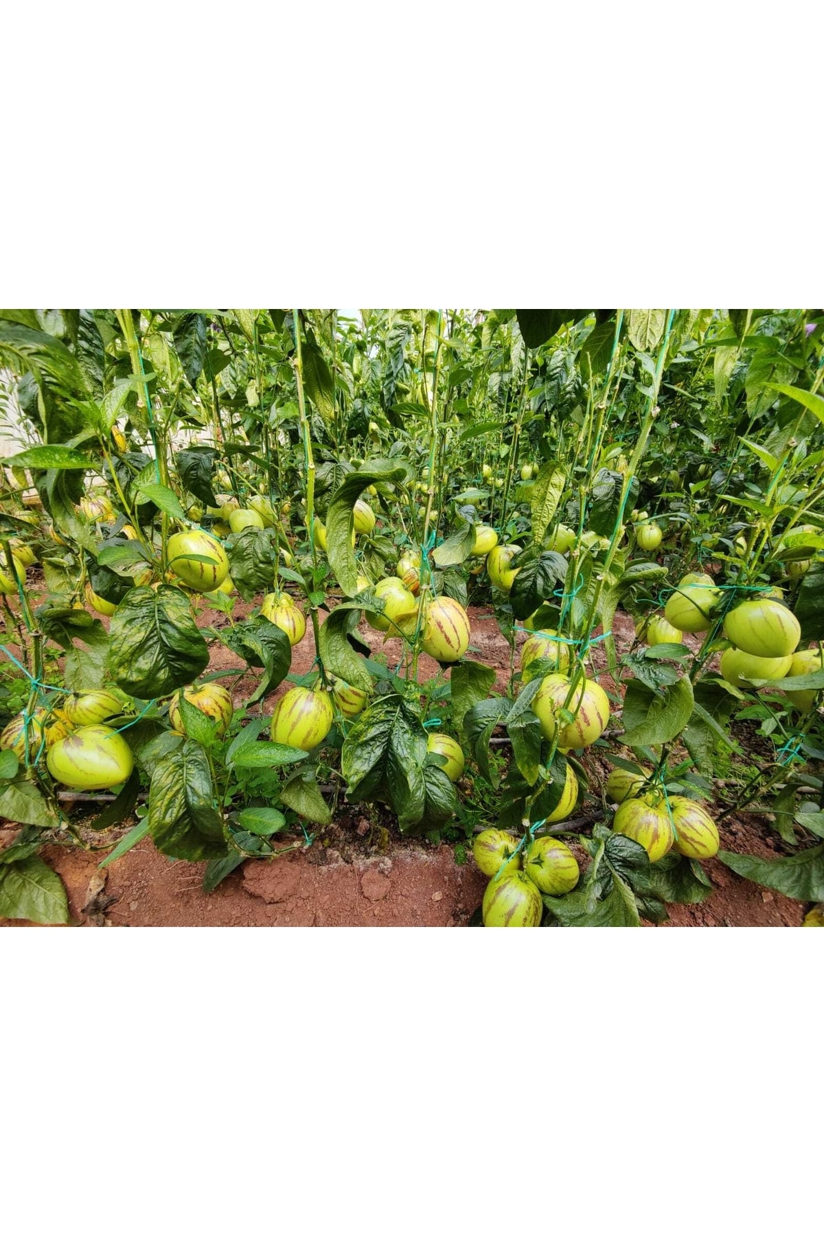 Doruk Fidancılık Pepino Fidesi Açık Kök 5 Adet