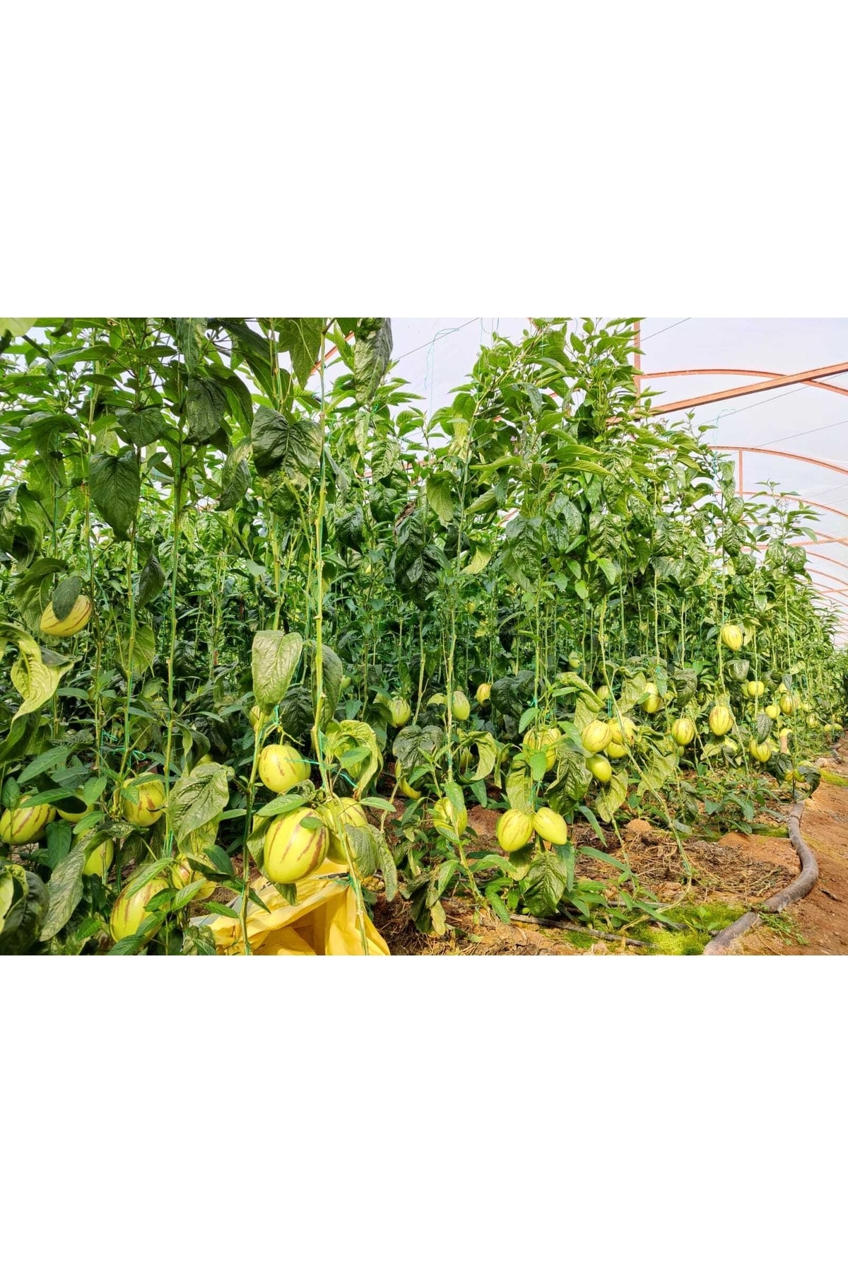 Doruk Fidancılık Pepino Fidesi Açık Kök 5 Adet