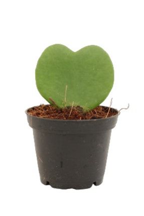 Hoya Kerrii Sevgili Çiçeği Lucky-heart Şans Kalbi Nadir Tür Kalp Şeklinde Sukulent Süs Bitkisi HOYAKERRİİ
