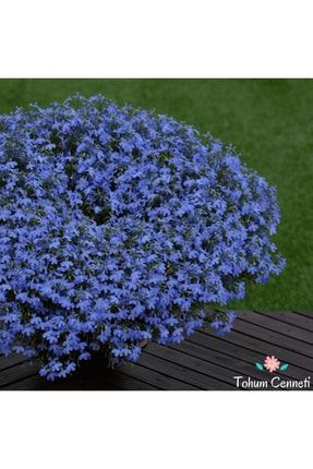 Mavi Renkli Lobelya Çiçeği Tohumu (500 Tohum) MLOBELY25