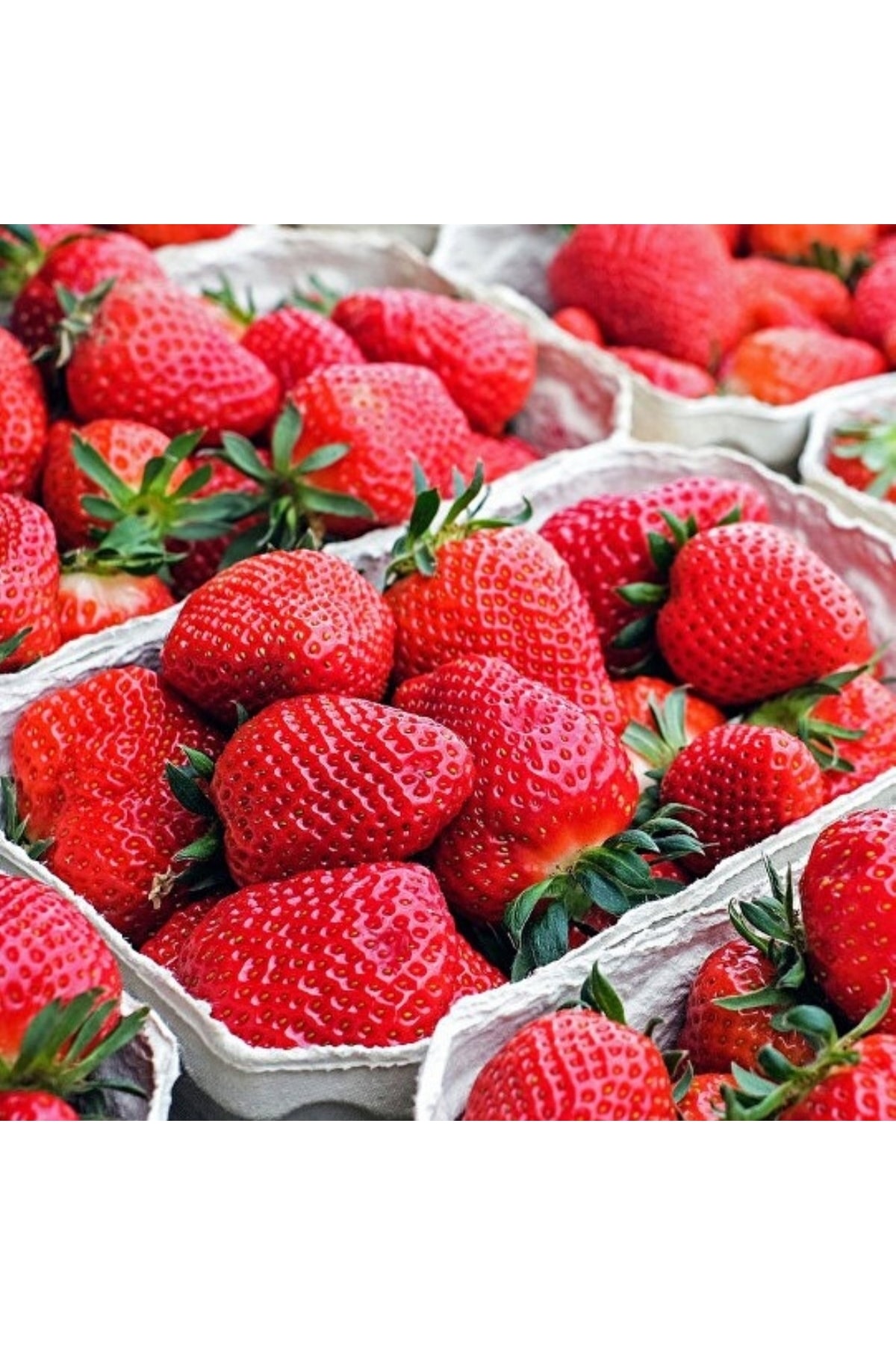 6 Adet Frigo Karışık Tür Çilek Fidanı Açık Kök