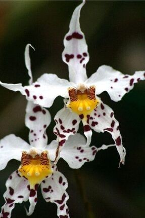 10 Adet Ithal Bird Orkide Tohumu + Besin Takviyesi ORKİ12