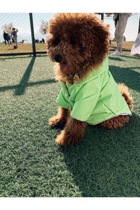Alphadog Design Flash Kopek Yagmurluk Sari Trendyol