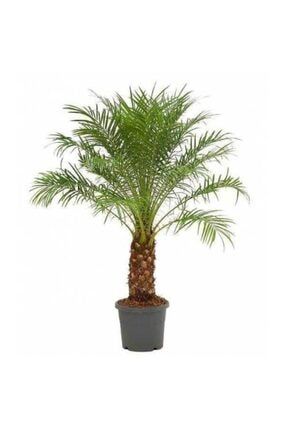 Bodur Palmiye Ağacı Tohumu Ekim Seti 3 Adet Tohum + Saksı + Toprak 00336