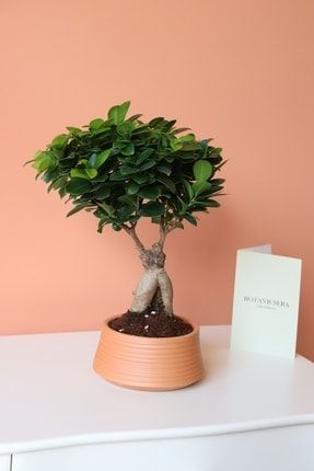 Terracotta Saksıda Ficus Ginseng Bonsai terrecotta bonsai