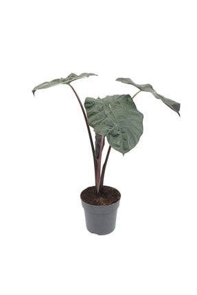 Alocasia Sarawakensis 'yucatan Princess' ALOSAYUPR4