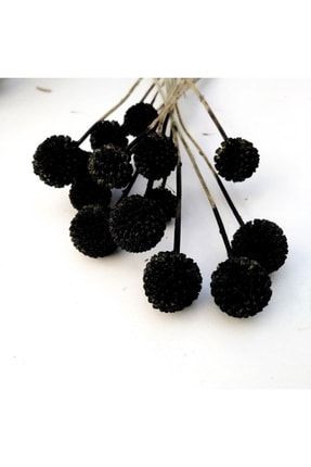 15'li Buket, Kuru Çiçek Şoklanmış Craspedia Siyah - 40 Cm Siyah Crespedia
