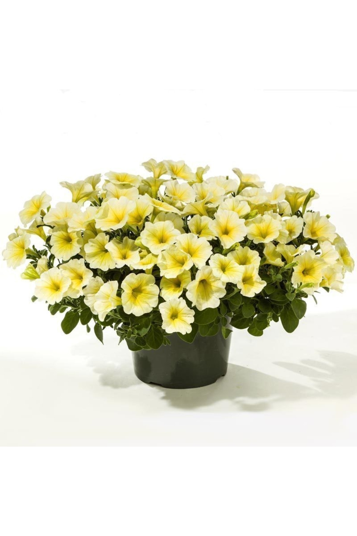 Изи еллоу. Петуния ампельная изи вейв еллоу. Петуния canary yellow. Петуния fanfare deep yellow. Петуния шок вейв еллоу.