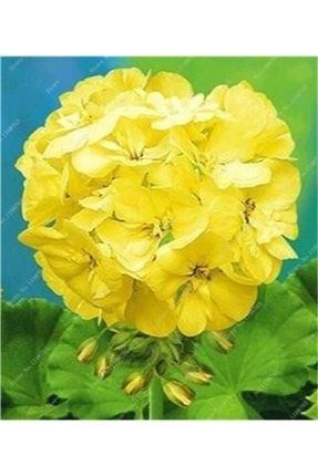 10 Adet Sarı Sardunya Çiçek Tohumu RFSAD