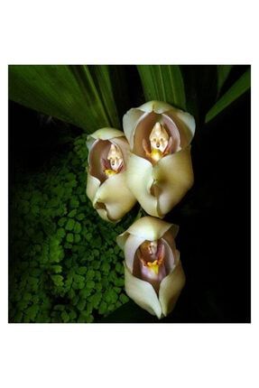 10 Adet Kundaktaki Bebek Orkide Çiçeği Tohum + 10 Adet Hediye Karışık Renk Gül Çiçek Tohumu 10KBT