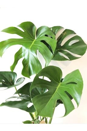 Kariyer Botanik Deve Tabani Cicegi Monstera Deliciosa Ithal 60 65cm Trendyol