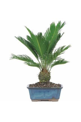 Bodur Bonsai Palmiye Ağacı Tohum Ekim Seti 3 Adet Tohum + Saksı + Toprak 00334