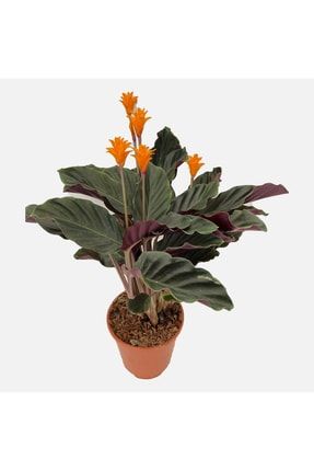 Calathea Crocata Kalatya Çiçeği TYC00425063875