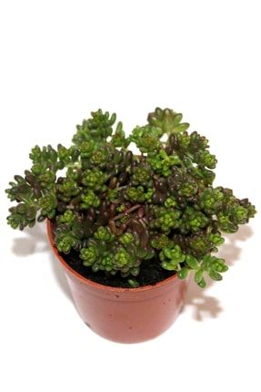 Sedum Oreganum Sukulent Bitki 1294