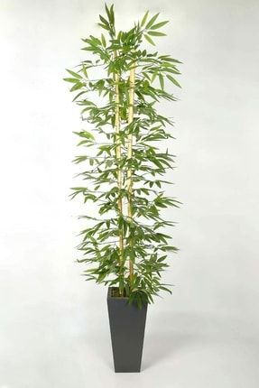 Yapay Bambu Ağacı Ahşap Saksıda Yapay Çiçek Yoğun Dolgun Yapraklı 170 Cm 170cmBambu