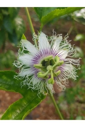 Çarkıfelek Passiflora Tohumu 50 Adet Mor Edulis tropikmeyvelerimCkf50t