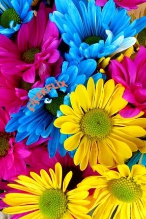 Renkli Papatya Tohumu 15 Adet Çiçekflix papatya renkli