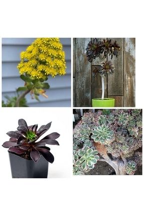 Aeonium Arboreum Renk Değiştiren Bonsai Fidesi Kjhggı7655y