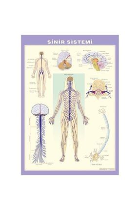 Sinir Sistemi Levhası 70x100 Cm OL.0026