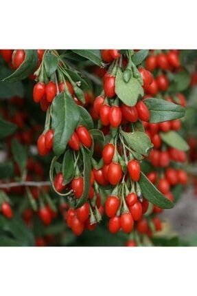 goji berry kurt