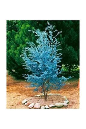 Bodur Alman Mavi Okaliptüs Ağacı Tohumu 5 Adet Tohum 70524992
