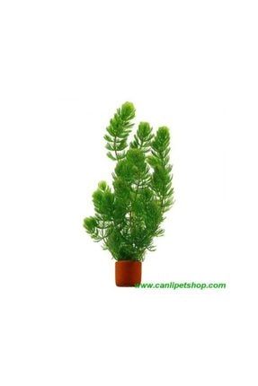 tropikal aloe vera bitkisi 1 saksi