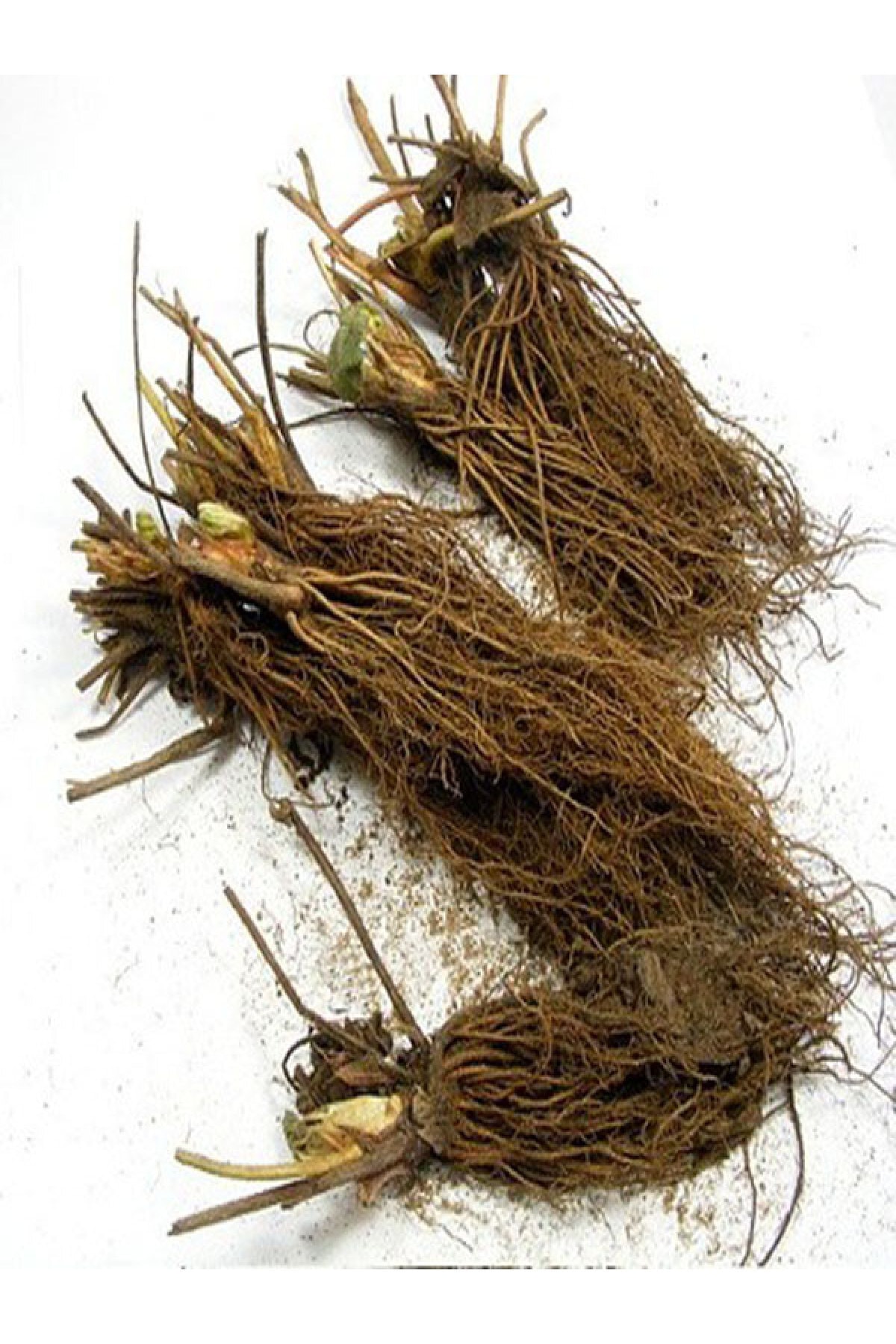 25 Adet Rubygem Açık Köklü Frigo Taze Yediveren Çilek Fidanı Fidesi 3