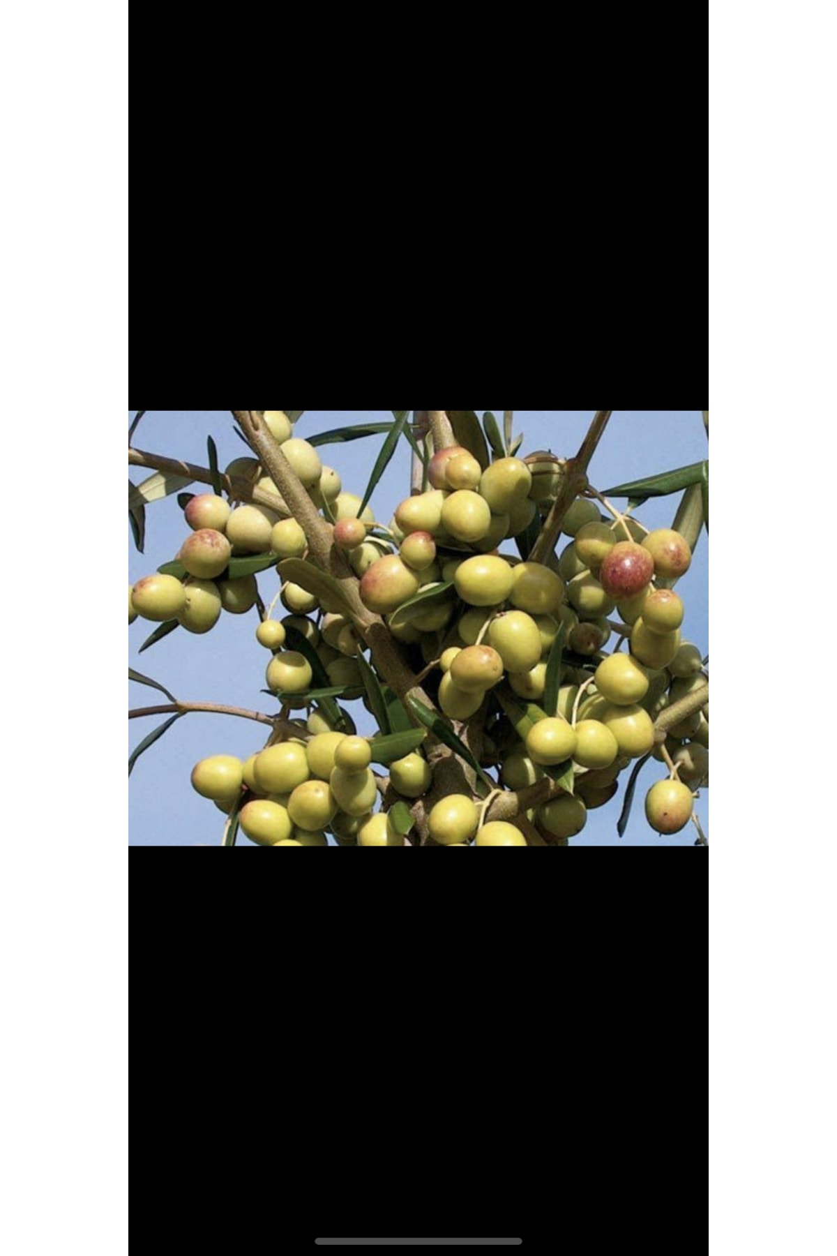 2 Yaş 1 Metre Arbequina (bodur) Zeytin Fidanı