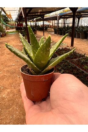 Kaplan Dişi Aloe Kaktüsü (aloe Squarrosa) 113kaplandisi