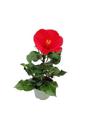 Hibiscus Çiçeği (japon Gülü) Kırmızı ıcm0048