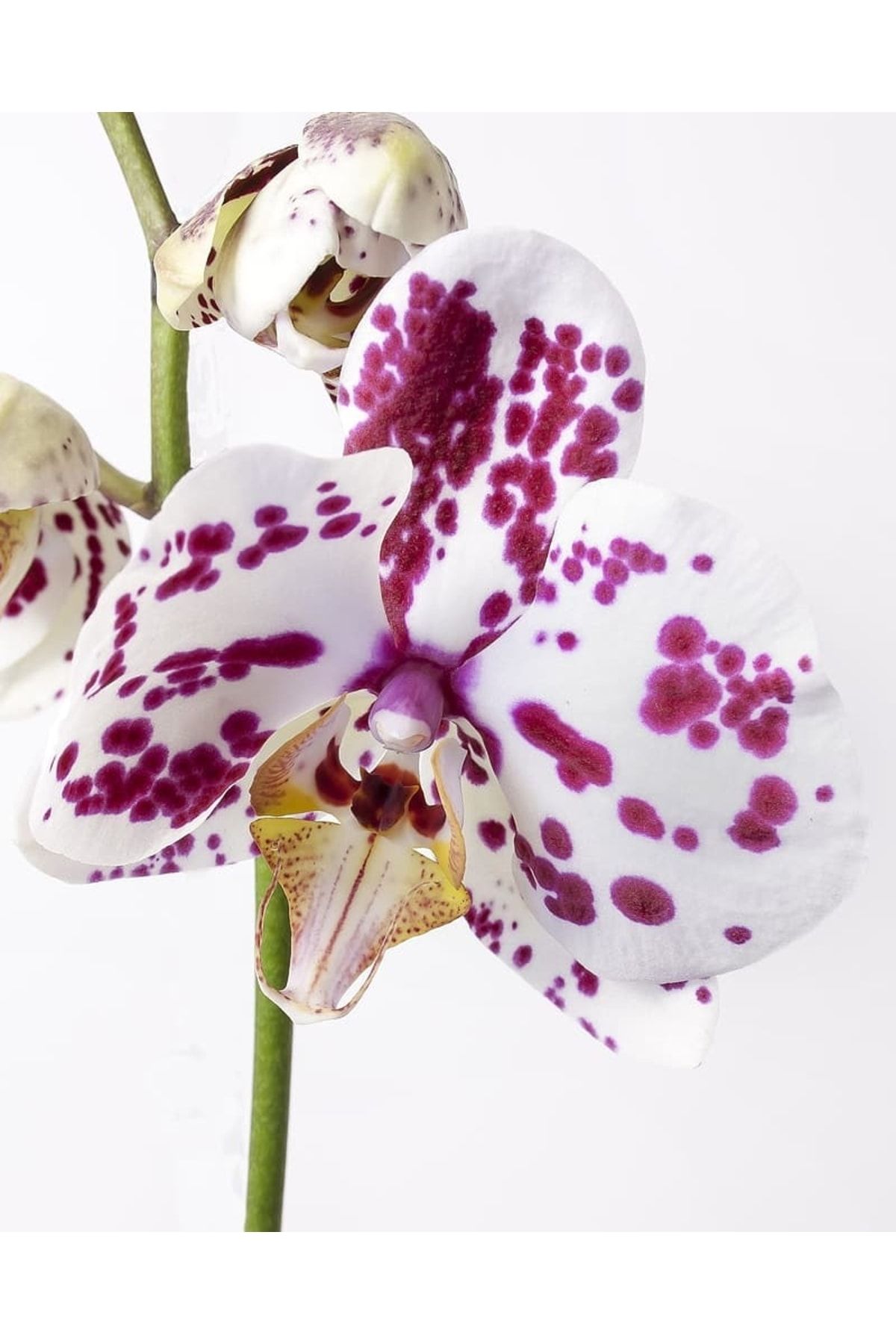 Phalaenopsis Tek Dal Magic Art Orkide, Mor Benekli Orkide - 2