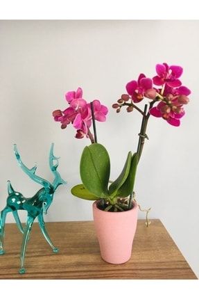 Mini Mor Orkide Çift Dallı Üretim Saksılı Salon Bitkisi 244