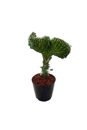 Euphorbia Lactea 'green Cristata' EUPLAGRCR3