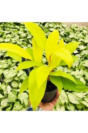 Philodendron Malay Gold Plant Limon Sarı Nadir Tür Ev Bitkisi 102717971