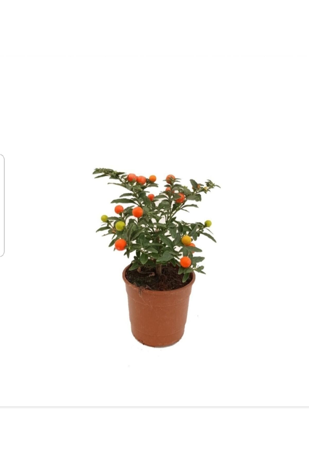 Jerusalem Cherry with Fruit