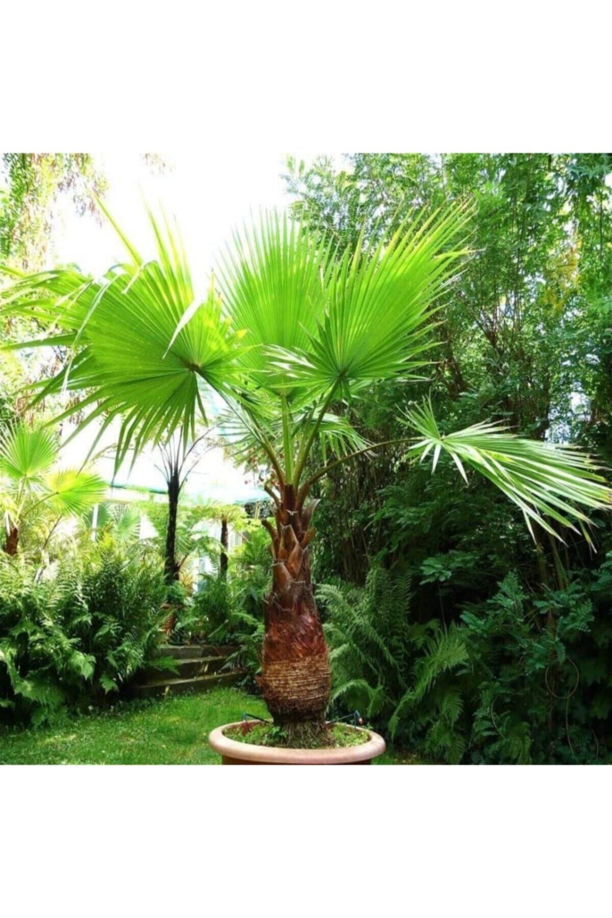 tacirdepo pamuk palmiye washingtonia filifera palmiye agaci fidani 100 150 cm fiyati yorumlari trendyol